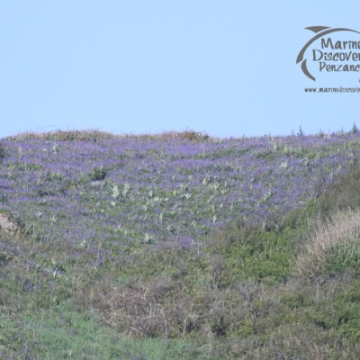 bluebells on cliff