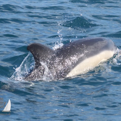 common dolphin