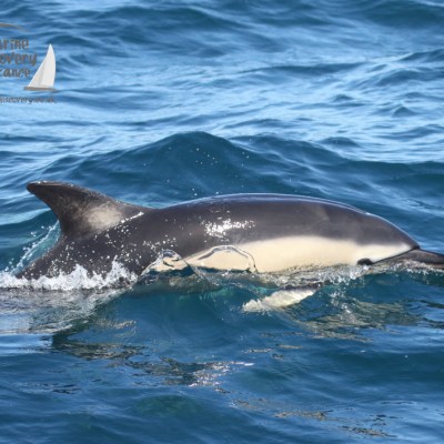 common dolphin