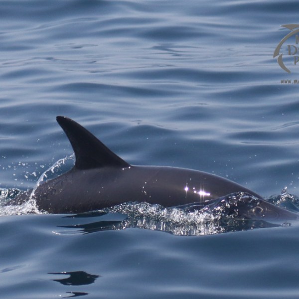 common dolphin