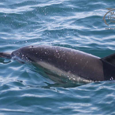 common dolphin