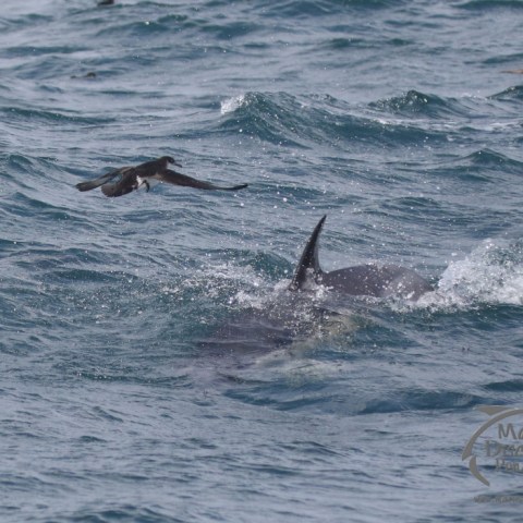 common dolphin