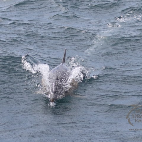 common dolphin