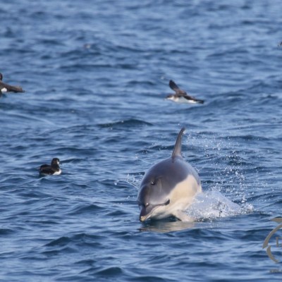 common dolphin and shearwaters