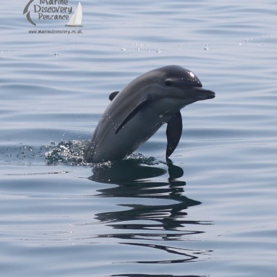 common dolphin
