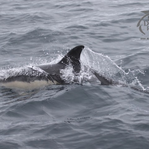 common dolphin
