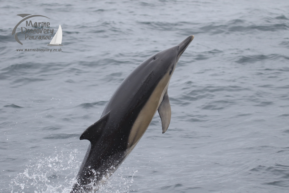 common dolphin