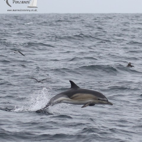 common dolphin