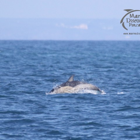 common dolphin