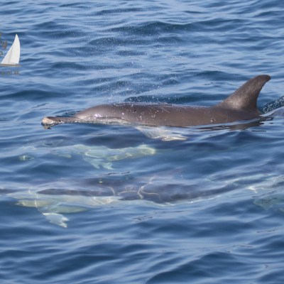 common dolphins