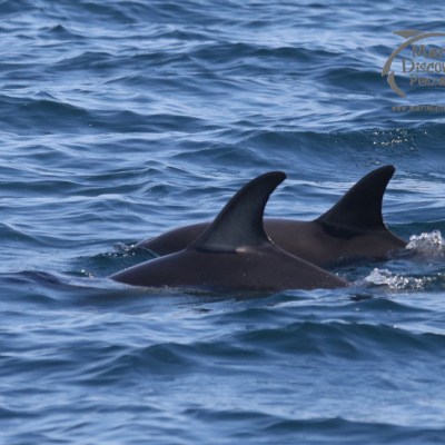 common dolphins