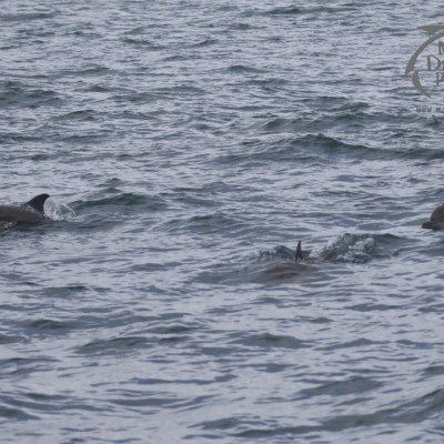 common dolphins