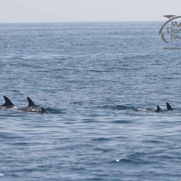common dolphins