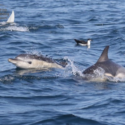 common dolphins