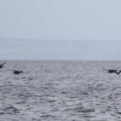 common scoters
