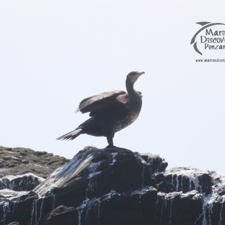 cormorant