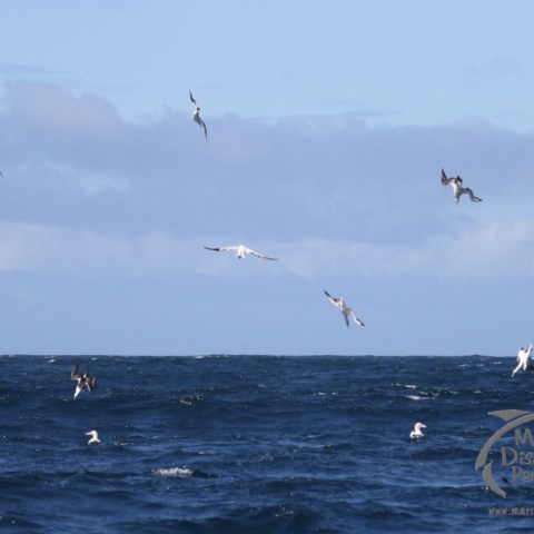 diving gannets