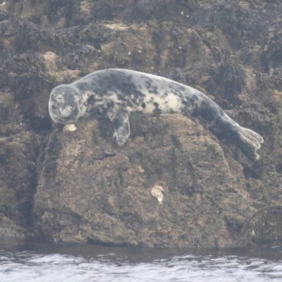 female grey seal