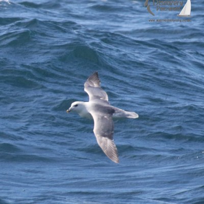 fulmar