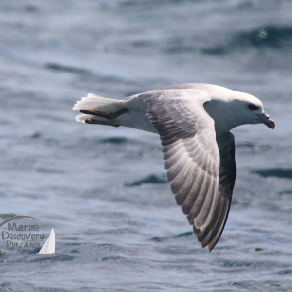 fulmar
