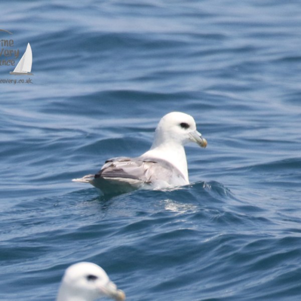fulmars