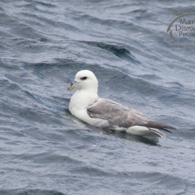 fulmar