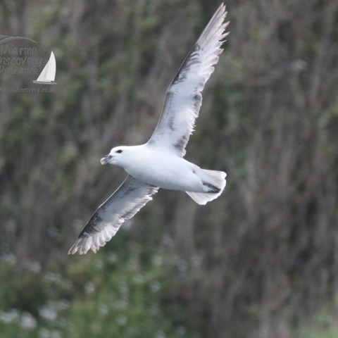 fulmar