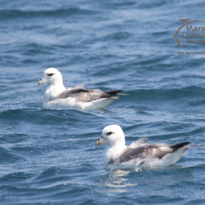 fulmars