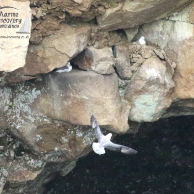 fulmars