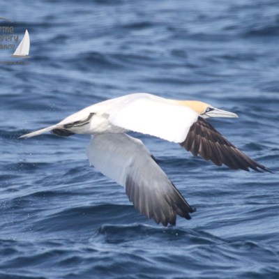 gannet