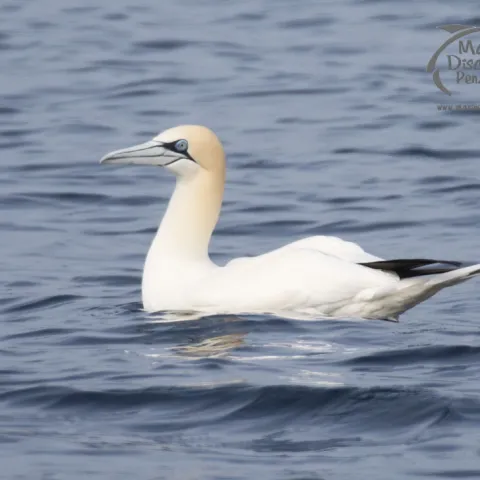 gannet