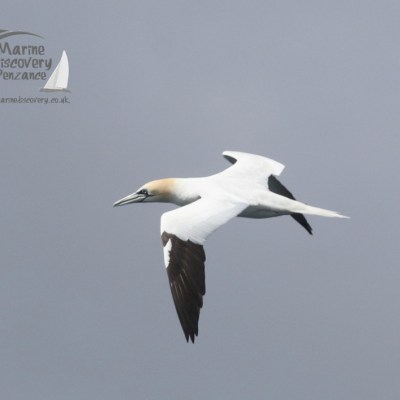 gannet
