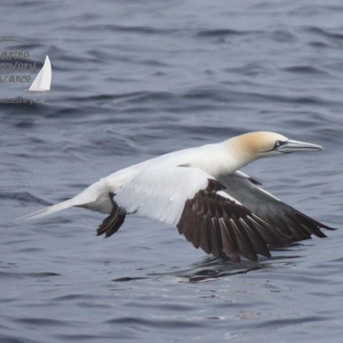 gannet