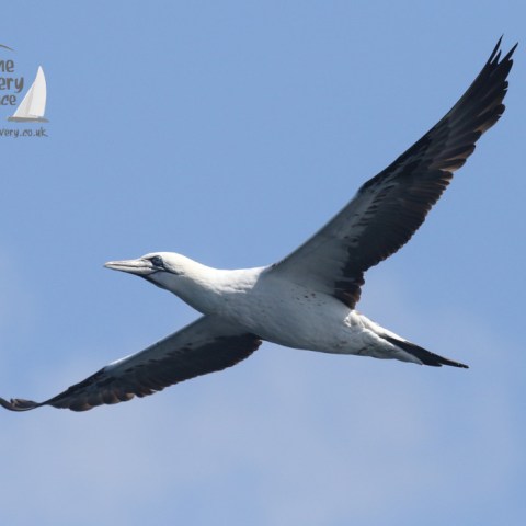 gannet