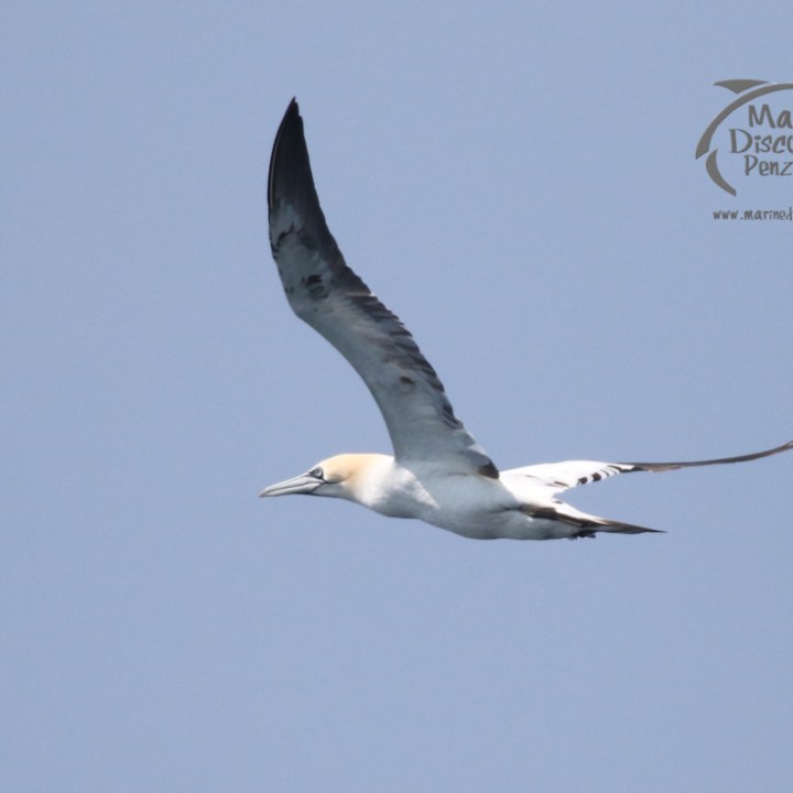 gannet