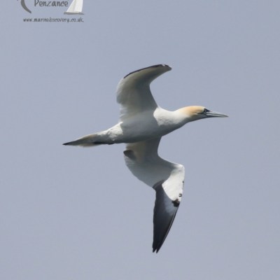 gannet