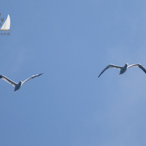 gannets