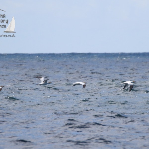 gannets