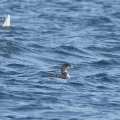great northern diver