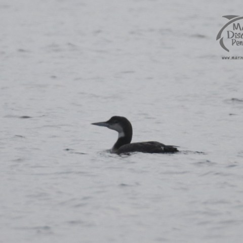 great northern diver