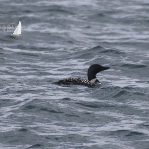 great northern diver