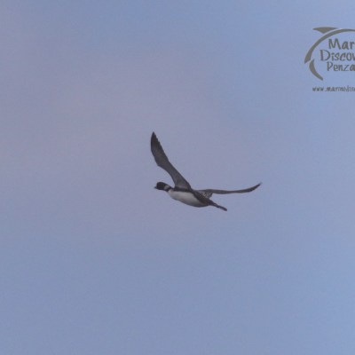 great northern diver in flight