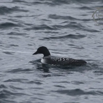 great northern diver