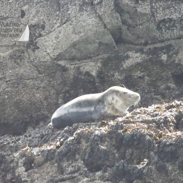 grey seal