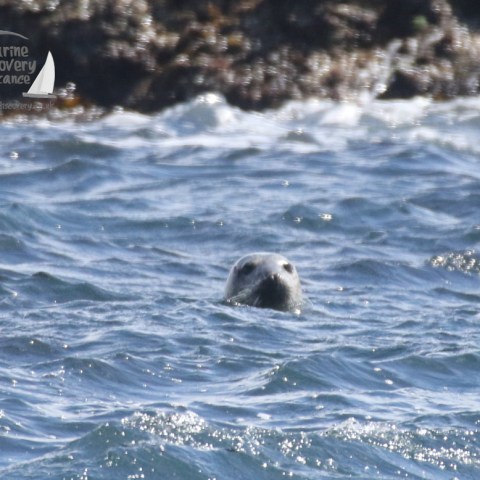 grey seal