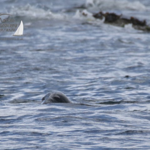 grey seal