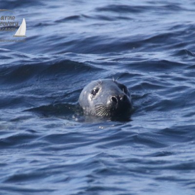 grey seal