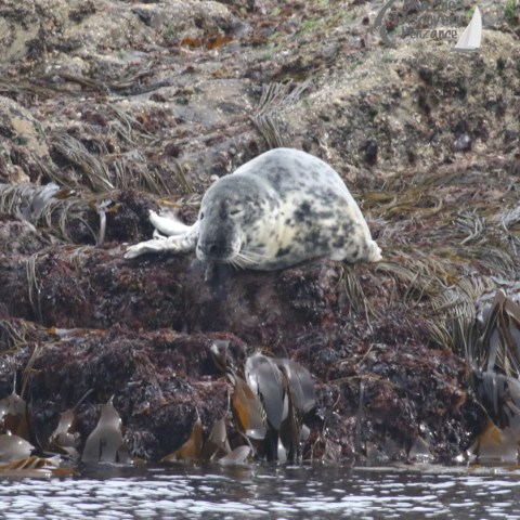 grey seal
