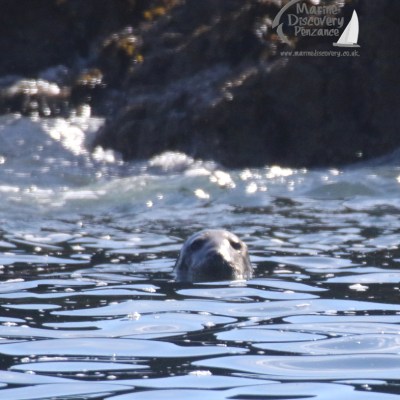 grey seal