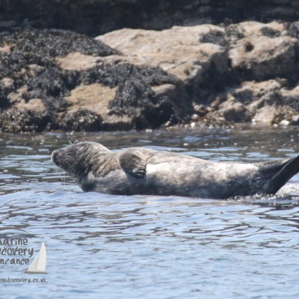 grey seal